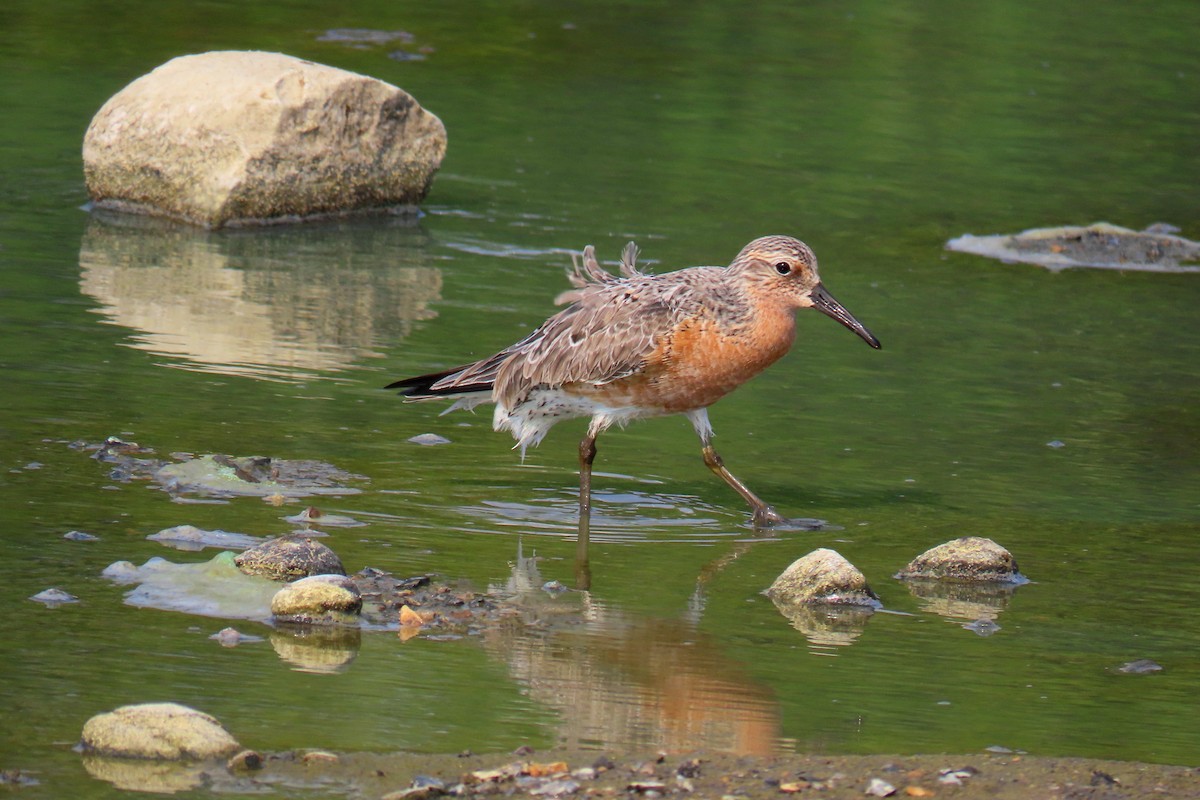 Red Knot - ML619305393