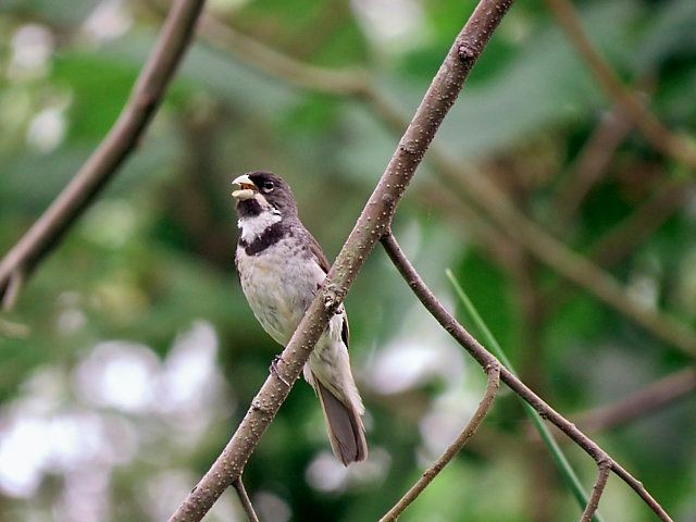 Double-collared Seedeater - ML619305396