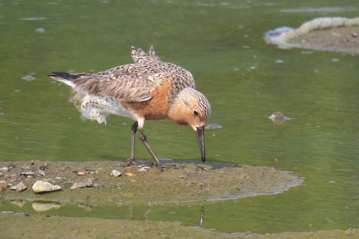 Red Knot - ML619305432