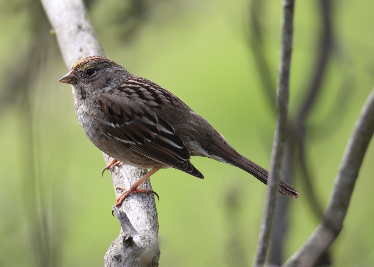 Golden-crowned Sparrow - ML619305476