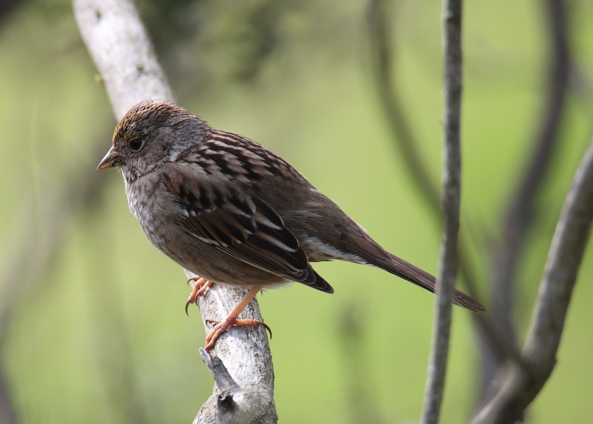 Golden-crowned Sparrow - ML619305477