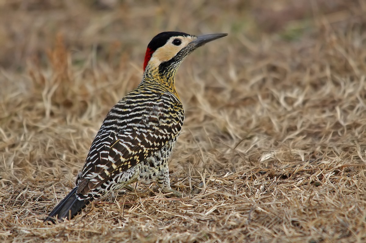 Green-barred Woodpecker - ML619305488