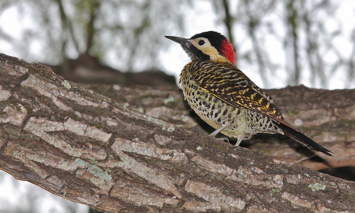 Green-barred Woodpecker - ML619305489