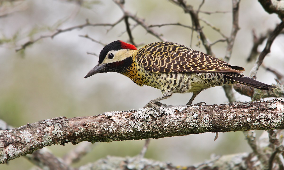 Green-barred Woodpecker - ML619305490