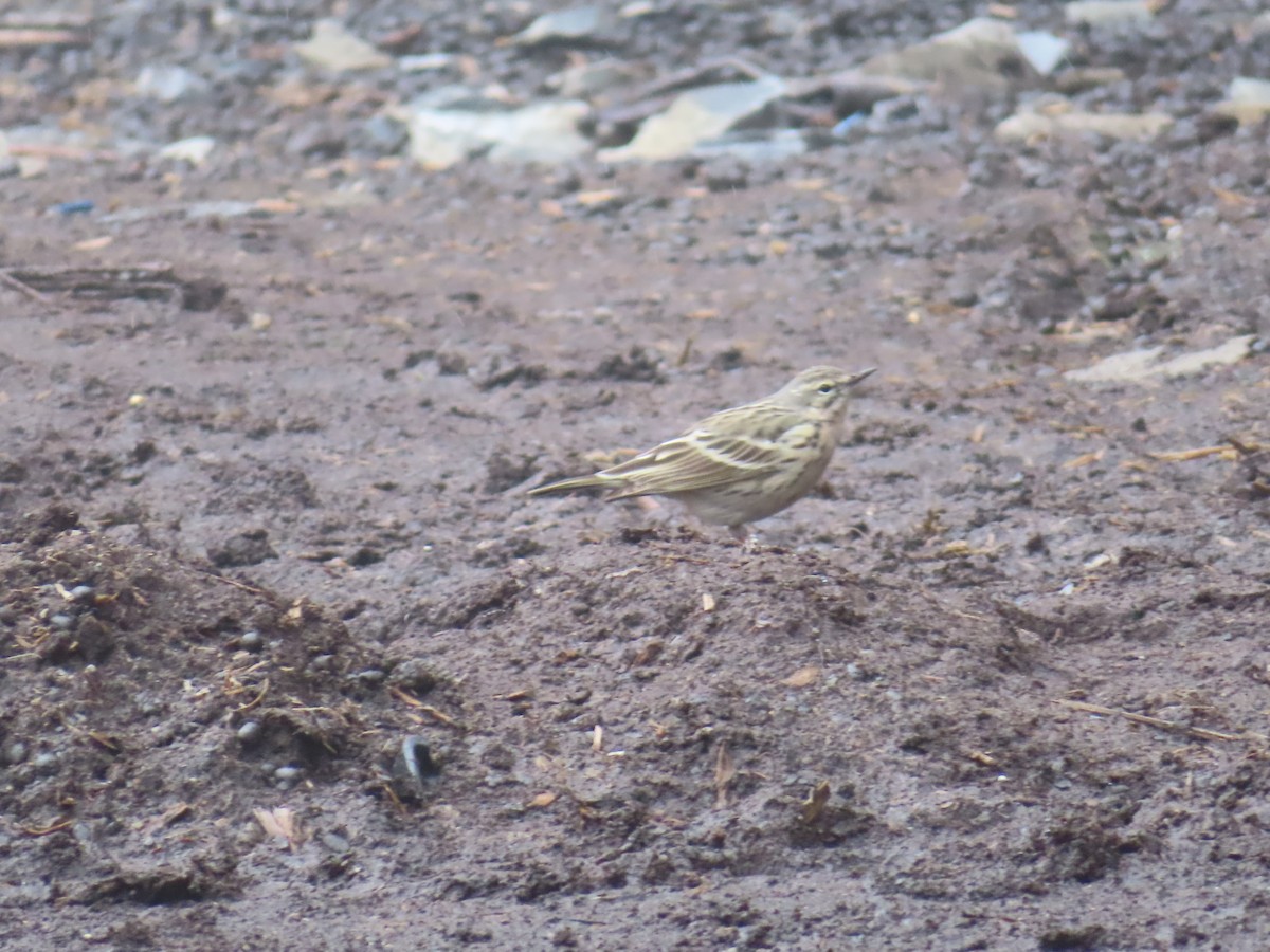 Rosy Pipit - ML619305497