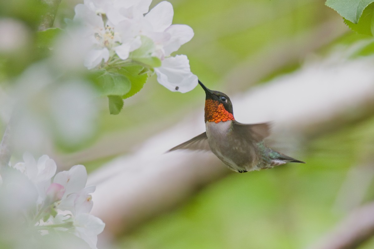 Ruby-throated Hummingbird - ML619305543