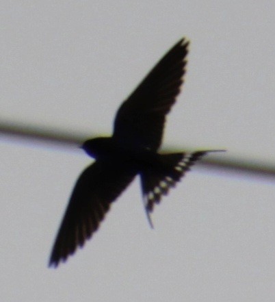 Barn Swallow (American) - ML619305578