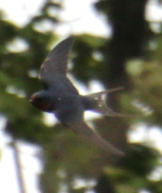 Barn Swallow (American) - ML619305580
