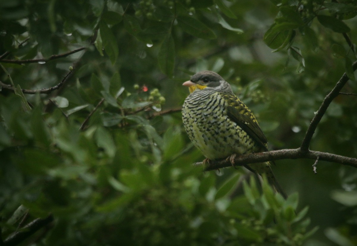 Swallow-tailed Cotinga (Swallow-tailed) - ML619305608