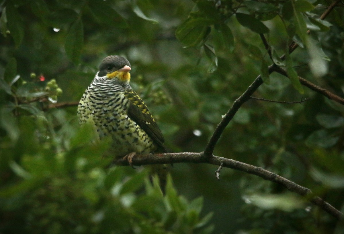 Swallow-tailed Cotinga (Swallow-tailed) - ML619305609