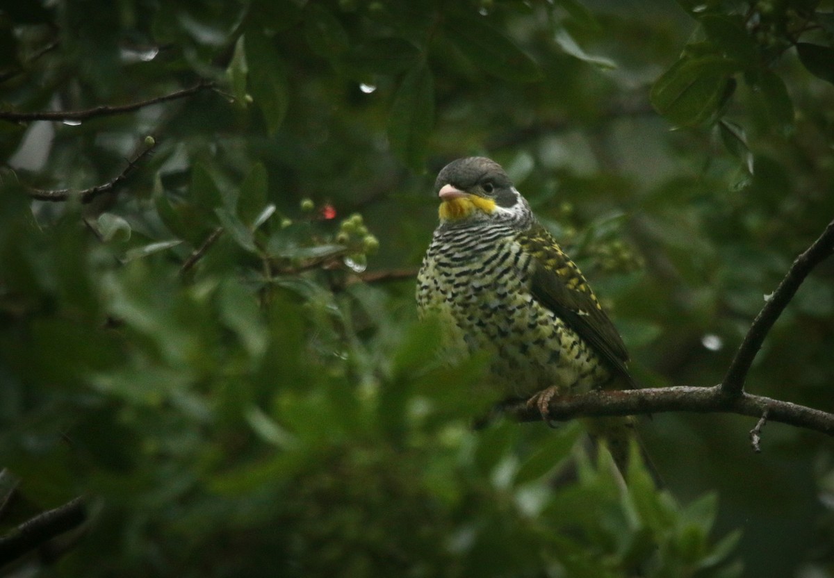 Swallow-tailed Cotinga (Swallow-tailed) - ML619305610