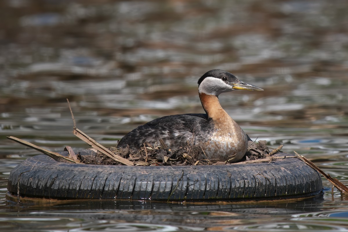 Red-necked Grebe - ML619305614