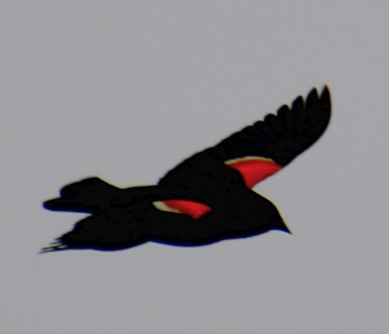 Red-winged Blackbird (Red-winged) - ML619305617