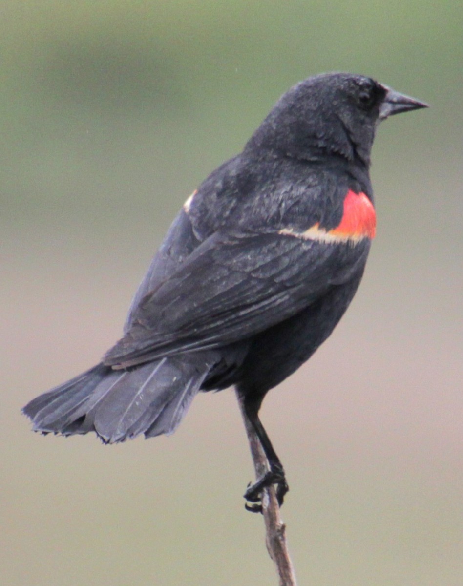 Red-winged Blackbird (Red-winged) - ML619305618