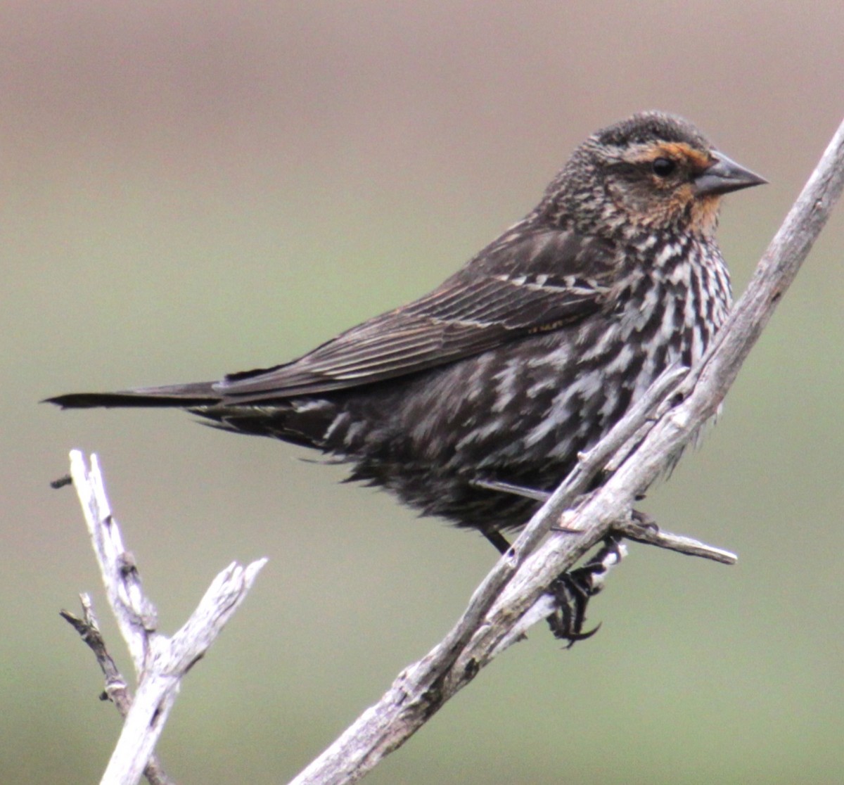 Red-winged Blackbird (Red-winged) - ML619305619