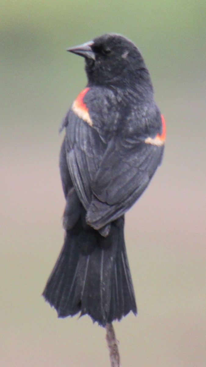 Red-winged Blackbird (Red-winged) - ML619305620
