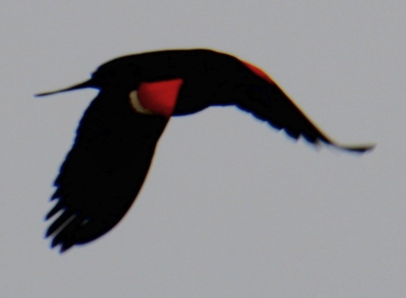 Red-winged Blackbird (Red-winged) - ML619305621