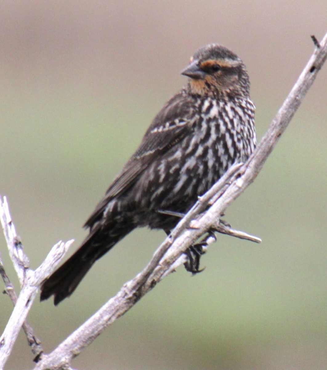 Red-winged Blackbird (Red-winged) - ML619305622