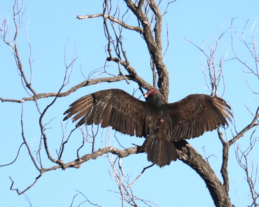 Turkey Vulture - ML619305678