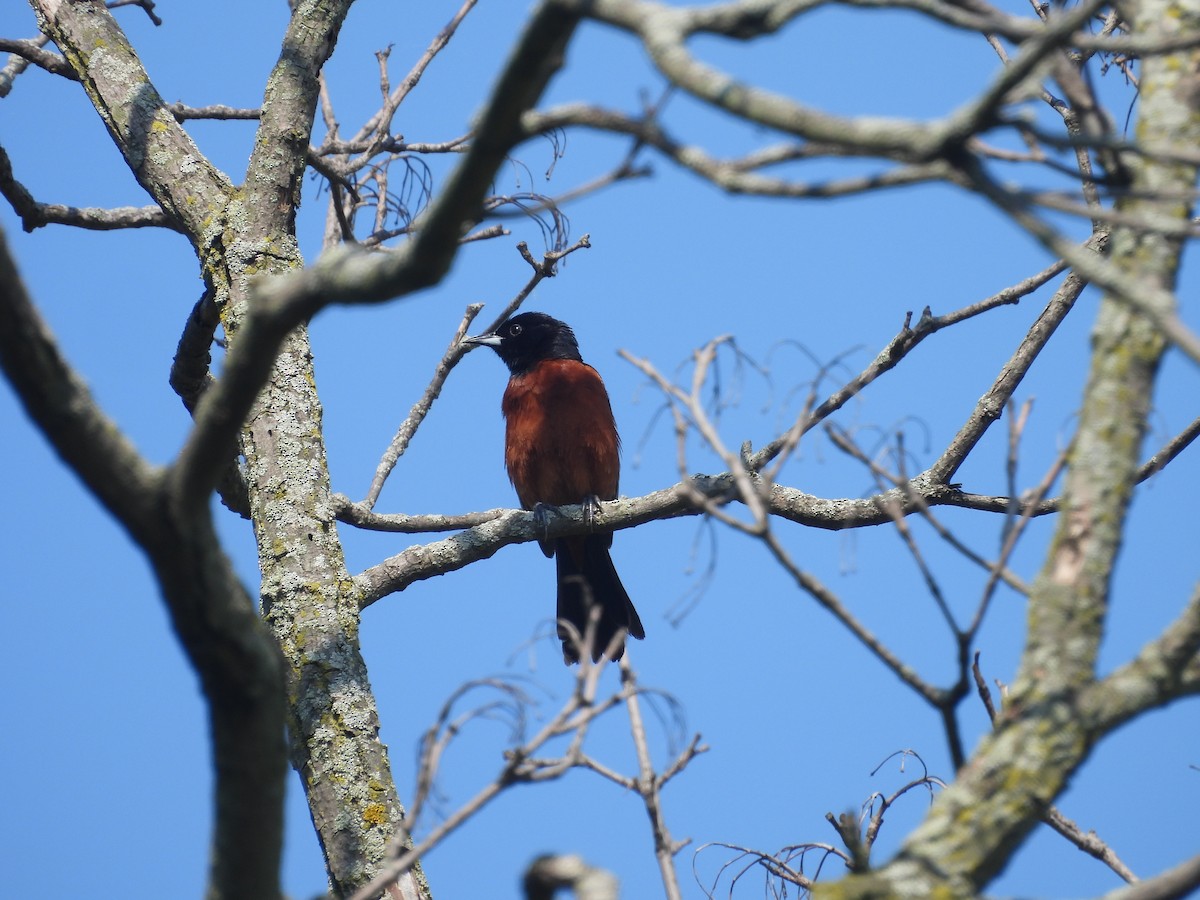 Orchard Oriole - ML619305729