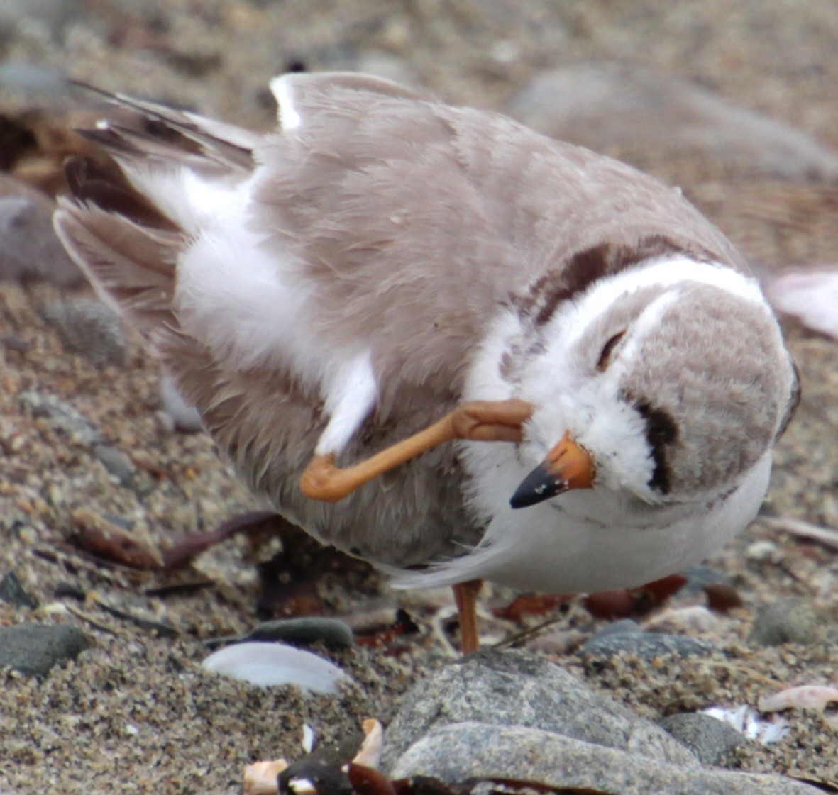 Piping Plover - ML619305737