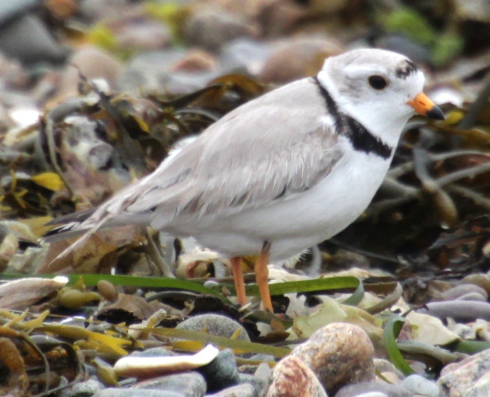 Piping Plover - ML619305738
