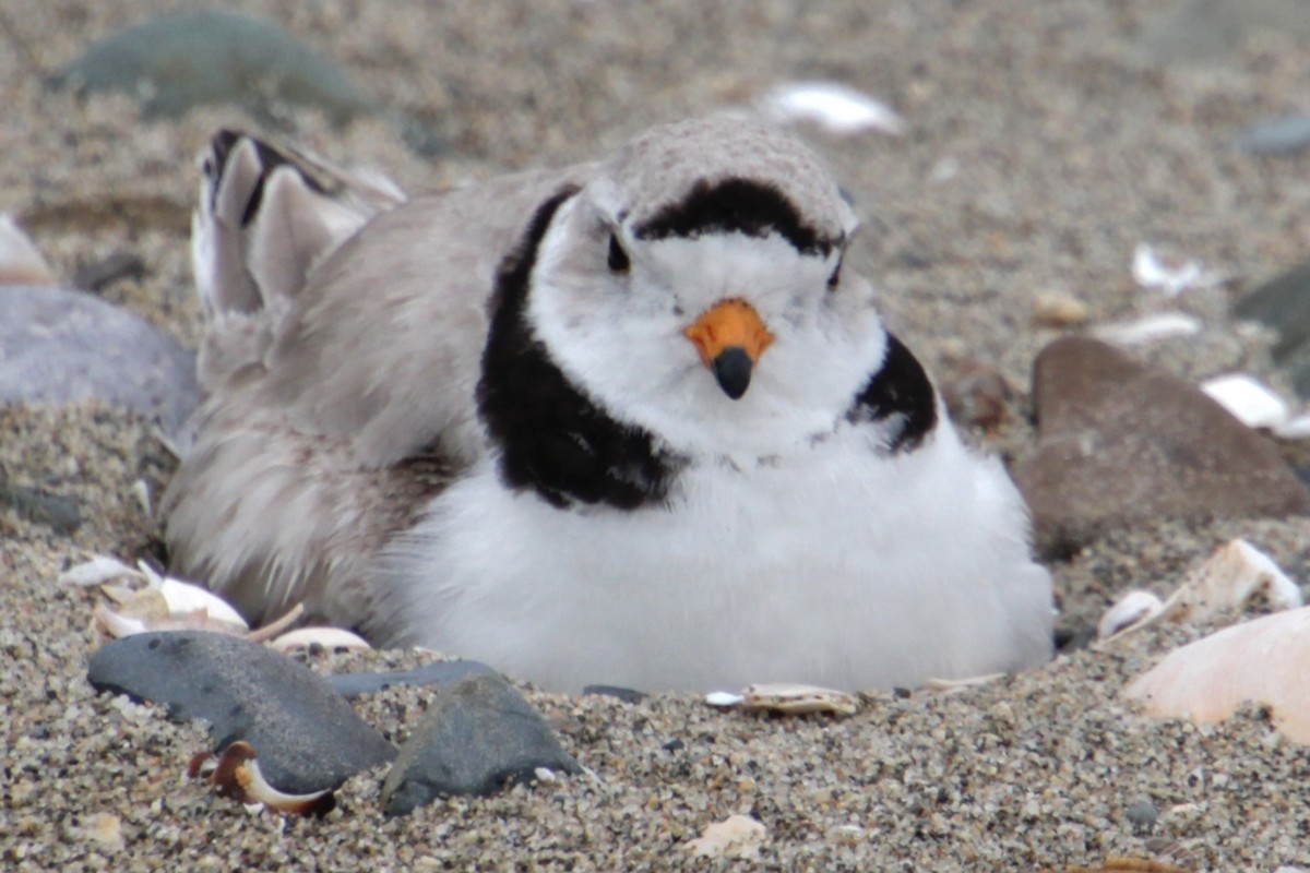 Piping Plover - ML619305739