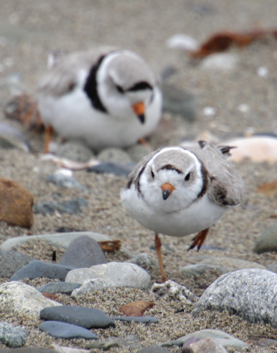 Piping Plover - ML619305741