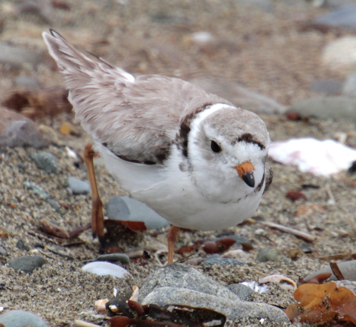 Piping Plover - ML619305742