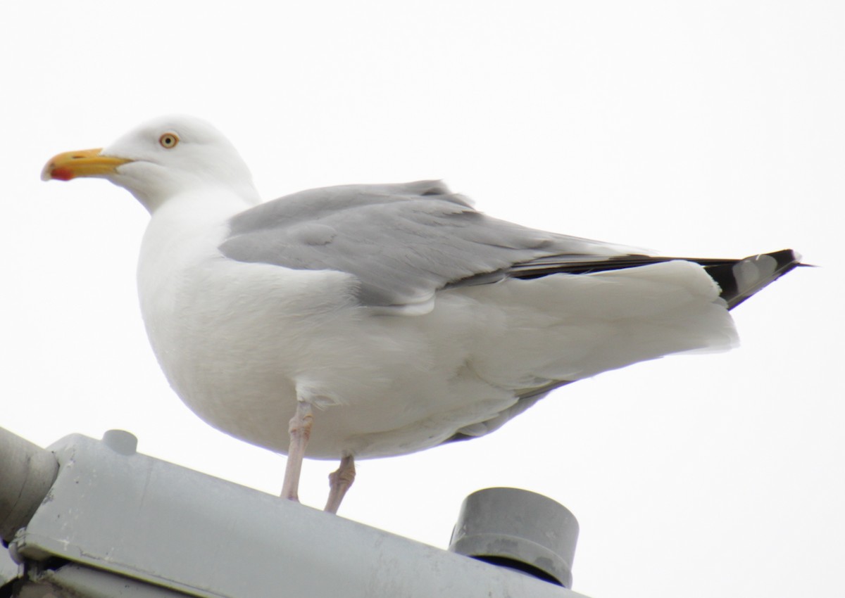 Herring Gull (American) - ML619305760