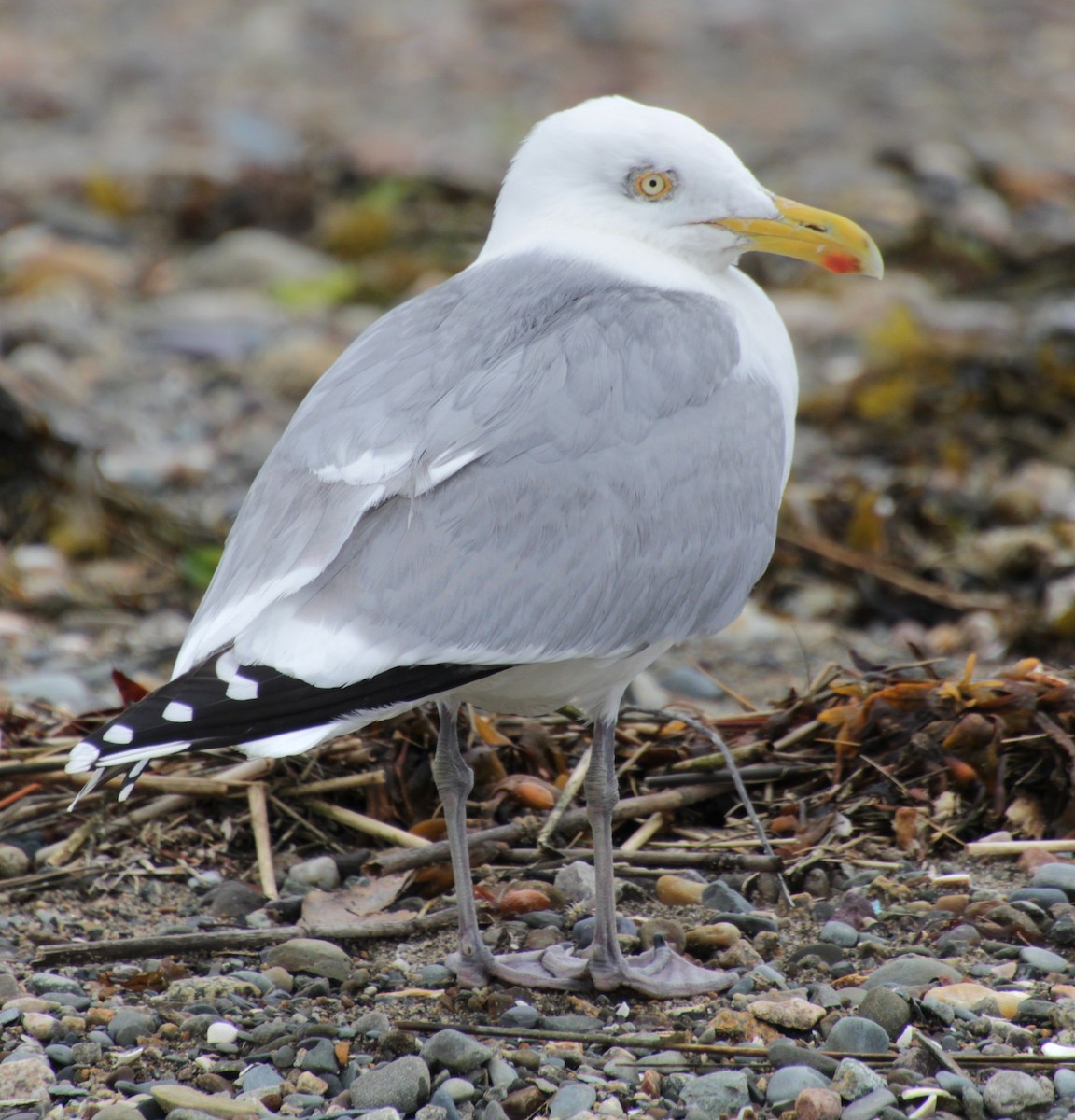 Herring Gull (American) - ML619305761