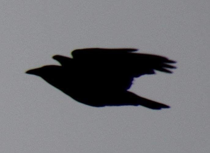 Fish Crow - ML619305786