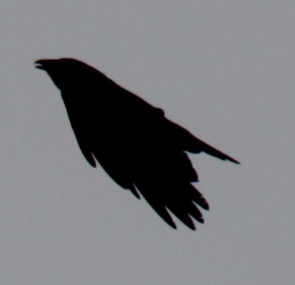 Fish Crow - ML619305788