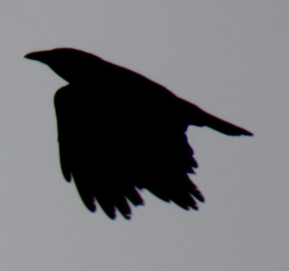 Fish Crow - ML619305789