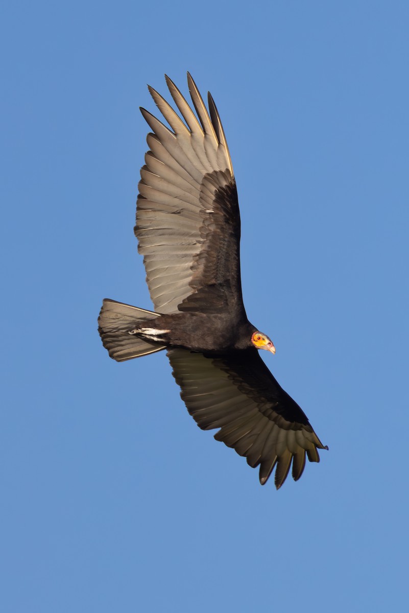 Lesser Yellow-headed Vulture - ML619305831