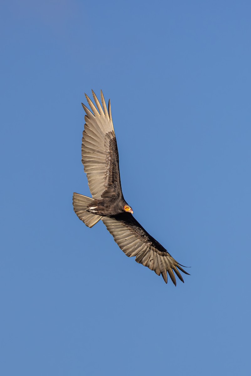 Lesser Yellow-headed Vulture - ML619305832