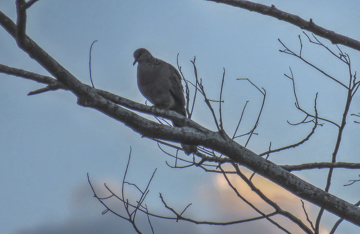 Spotted Dove - ML619305893