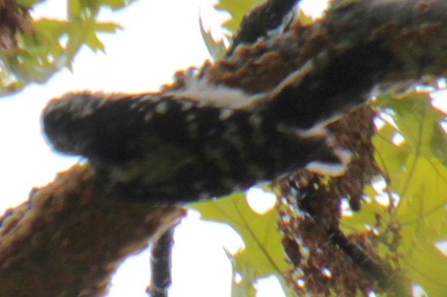 Downy Woodpecker (Eastern) - ML619305908