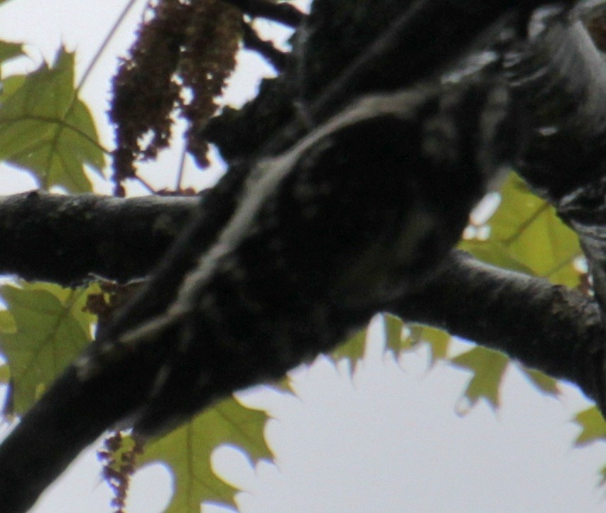 Downy Woodpecker (Eastern) - ML619305909