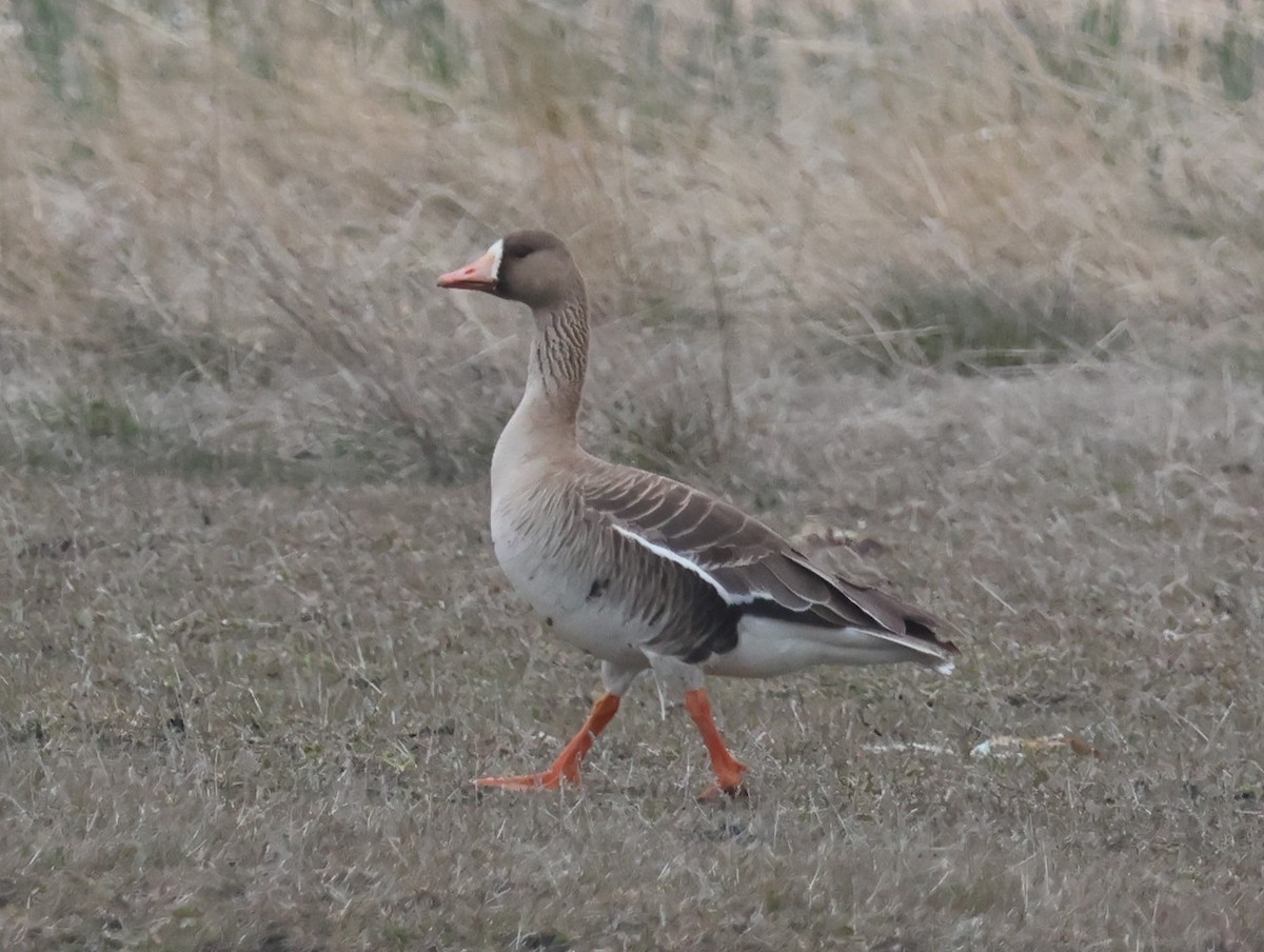 Greater White-fronted Goose - ML619305934