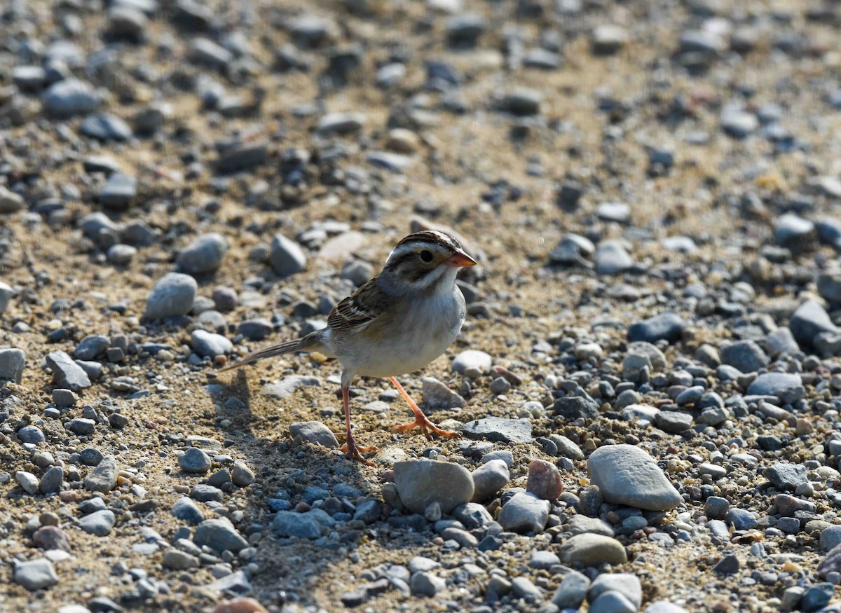 Clay-colored Sparrow - ML619306004