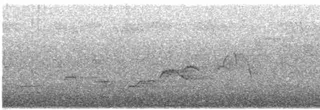 Дрізд-короткодзьоб Cвенсона - ML619306043