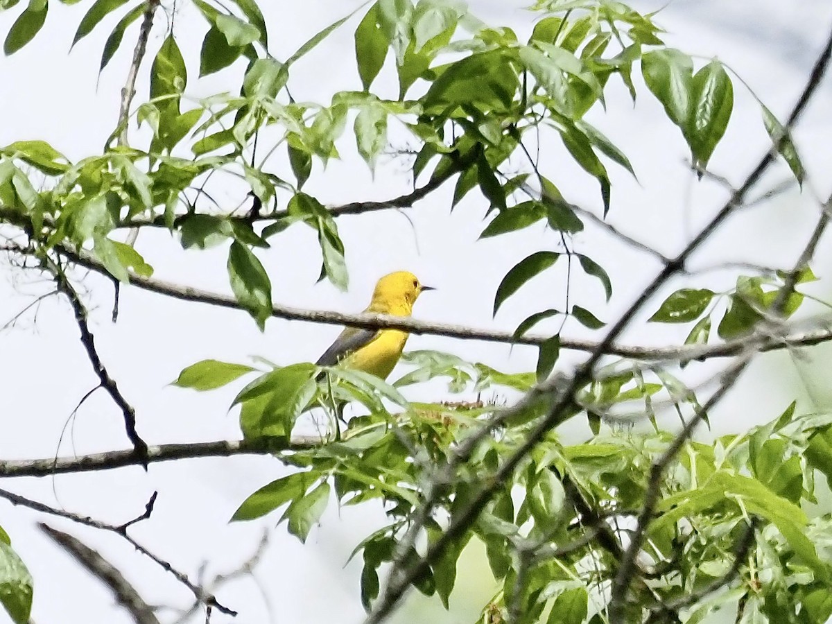 Prothonotary Warbler - ML619306112
