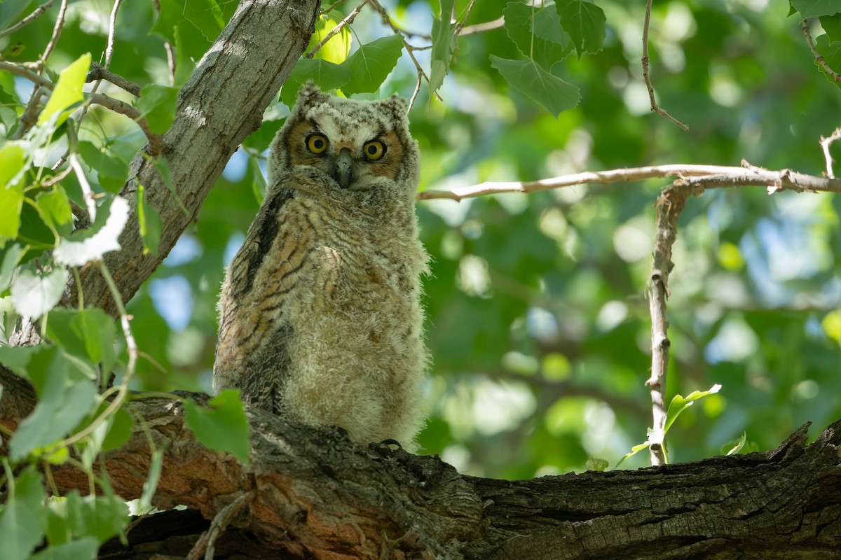 Great Horned Owl - ML619306156