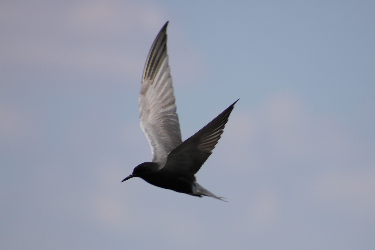 Black Tern - ML619306169