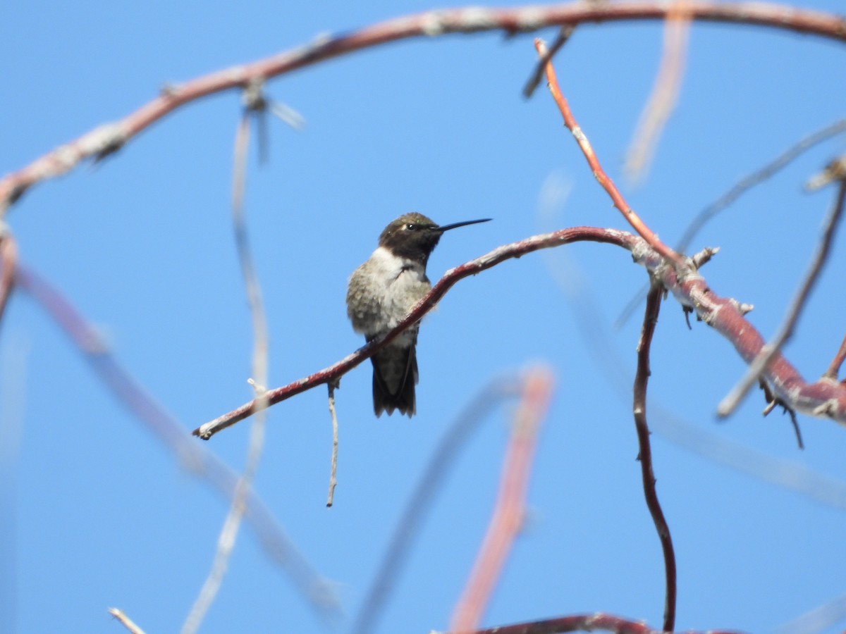 Black-chinned Hummingbird - ML619306207