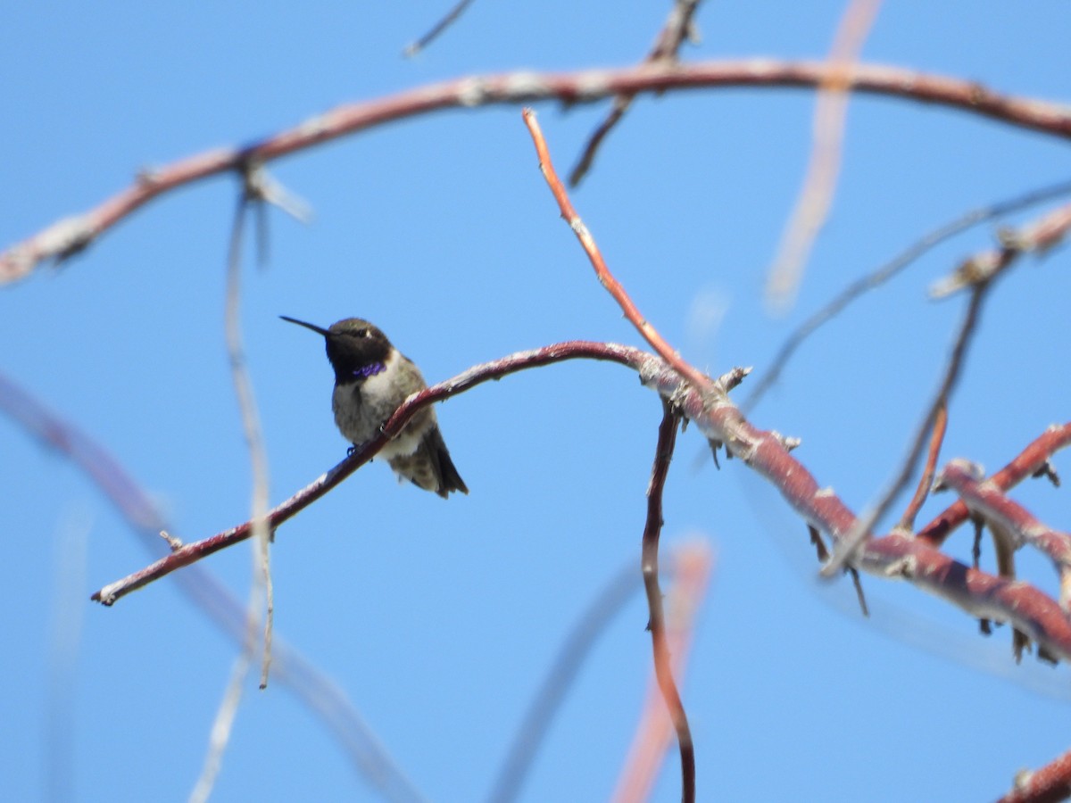 Black-chinned Hummingbird - ML619306208