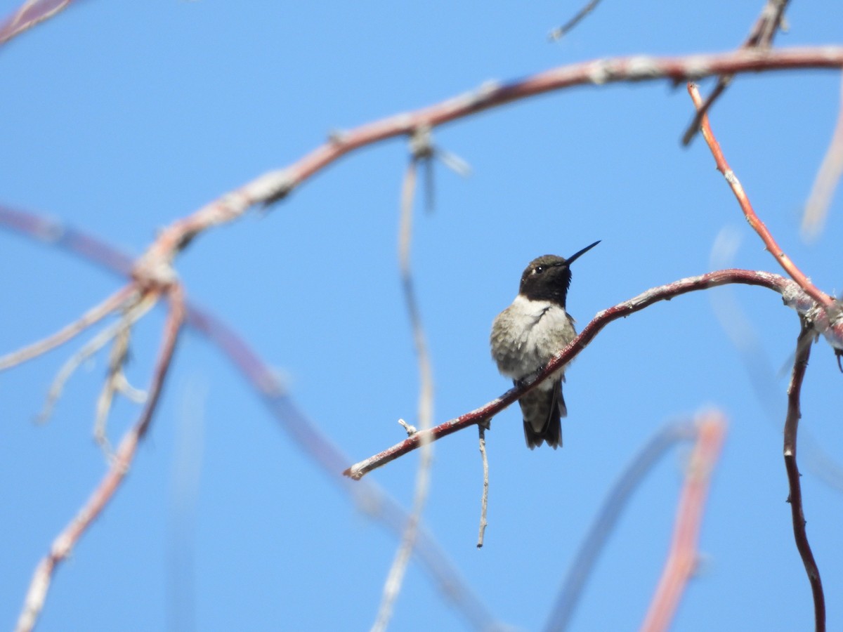 Black-chinned Hummingbird - ML619306209