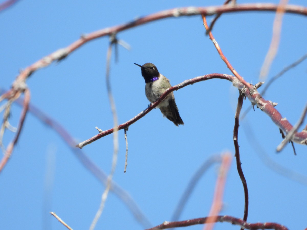 Black-chinned Hummingbird - ML619306210