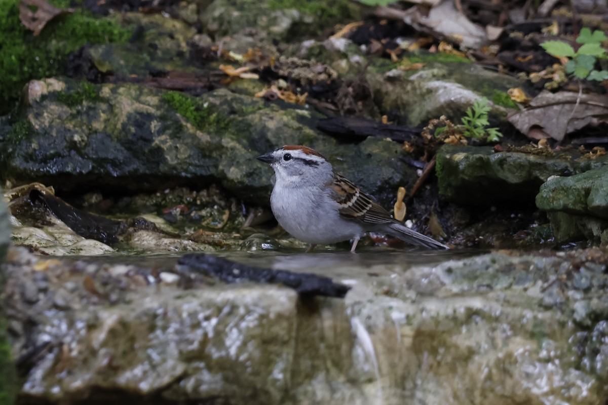 Chipping Sparrow - ML619306226